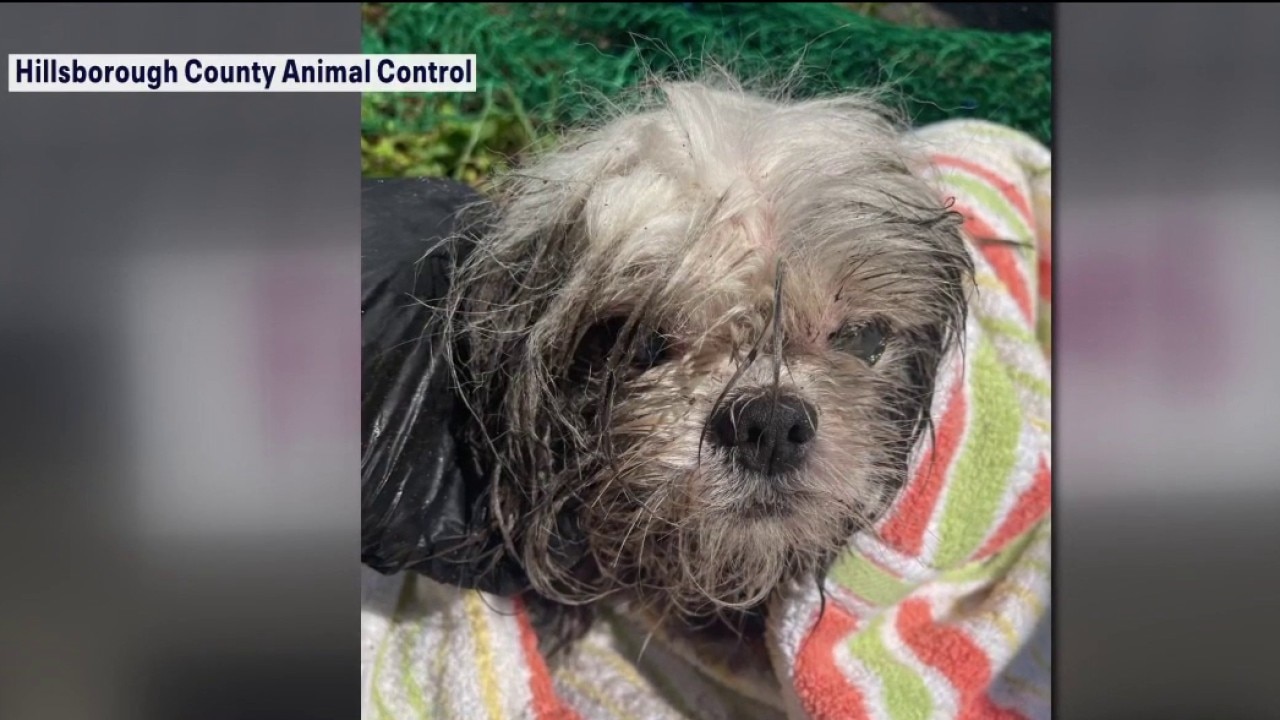 Dog rescued from storm drain