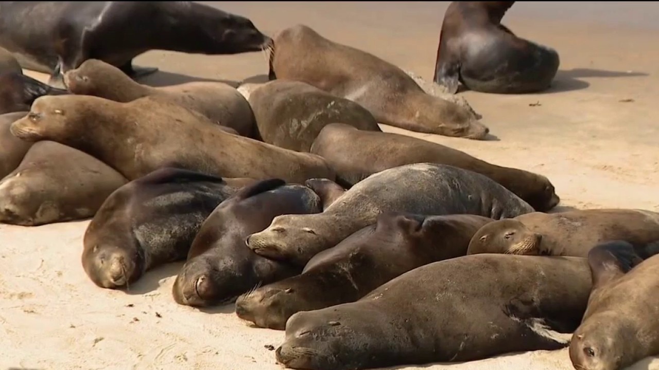 Monterey beach closed as sea lions takeover