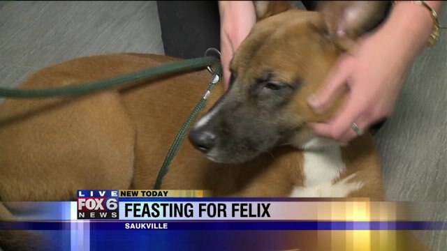 Laura checks out some of the adorable animals up for adoption