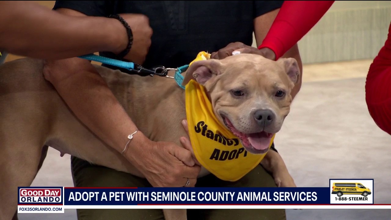 Adopt-A-Pet: Meet Ara