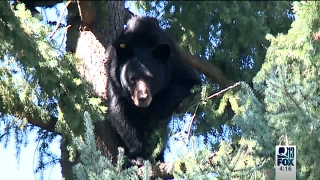 Bears hanging out in Puyallup backyard