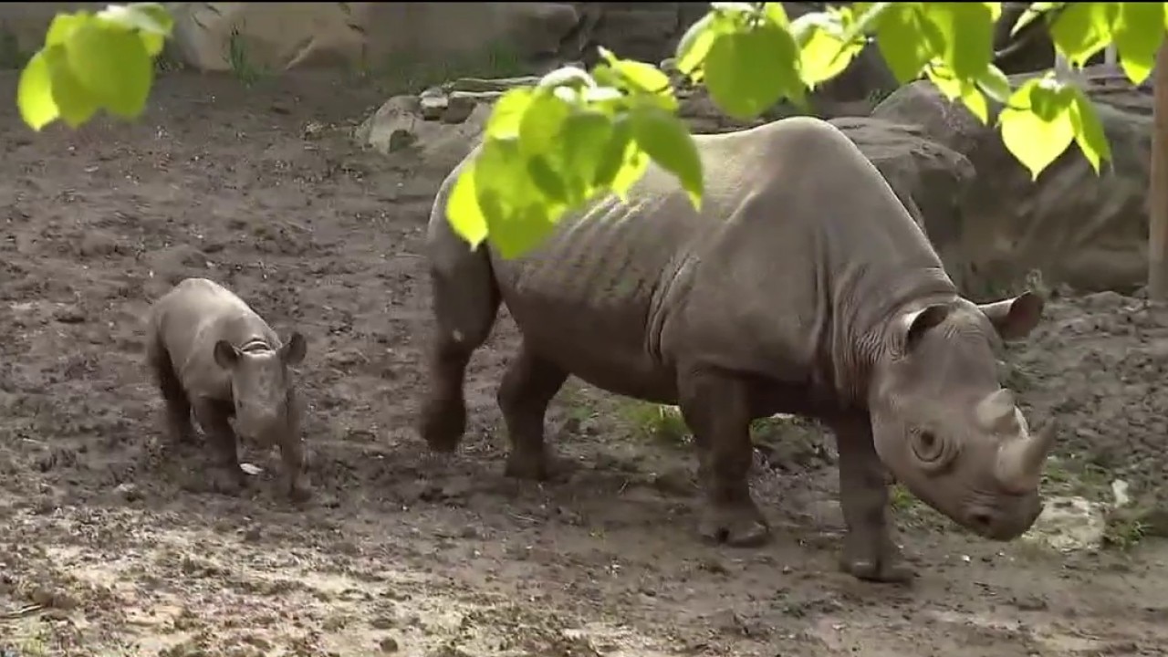 It's an animal lover's paradise at Lincoln Park Zoo