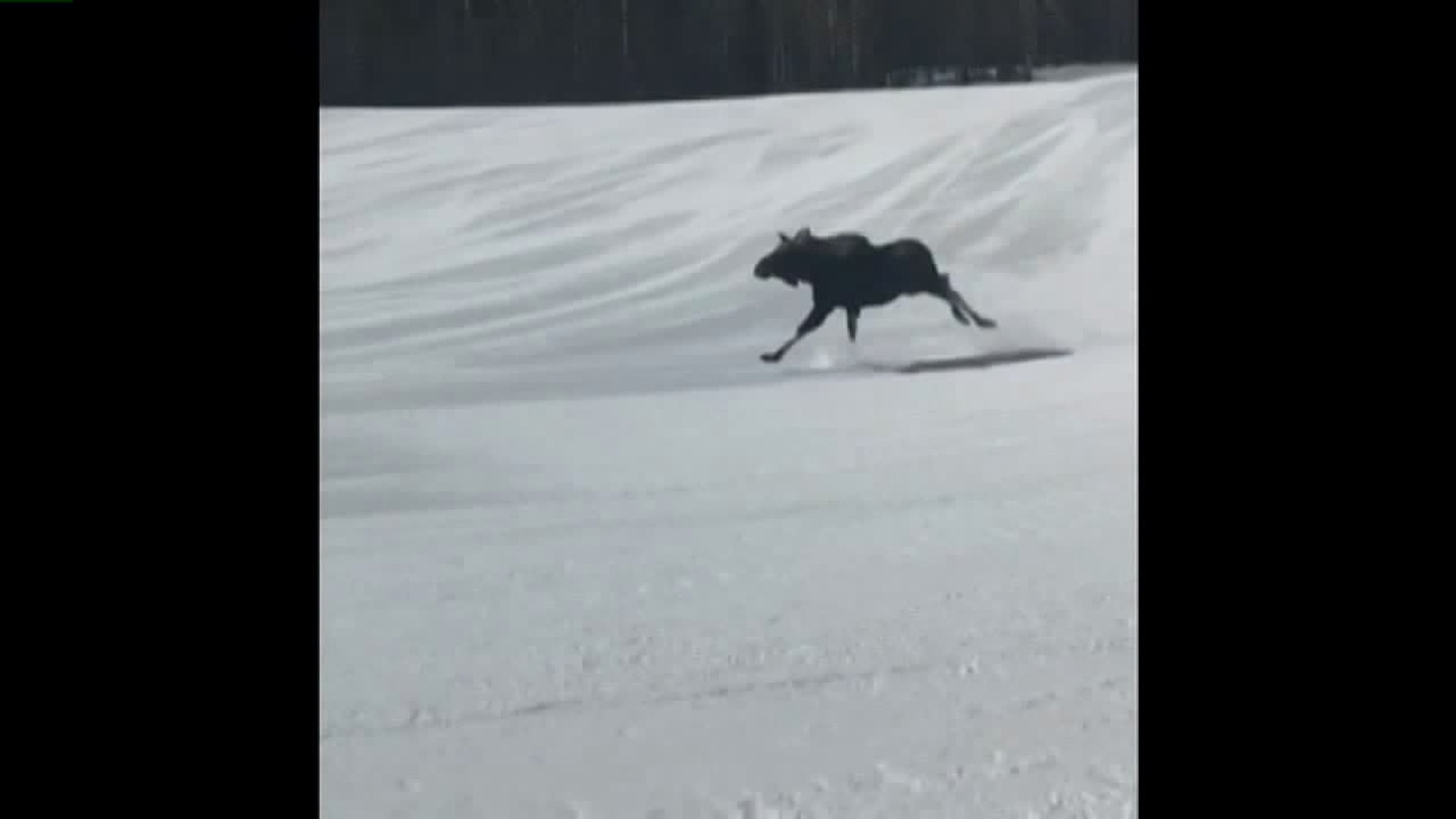 Snowboarders film moose running alongside them down mountain