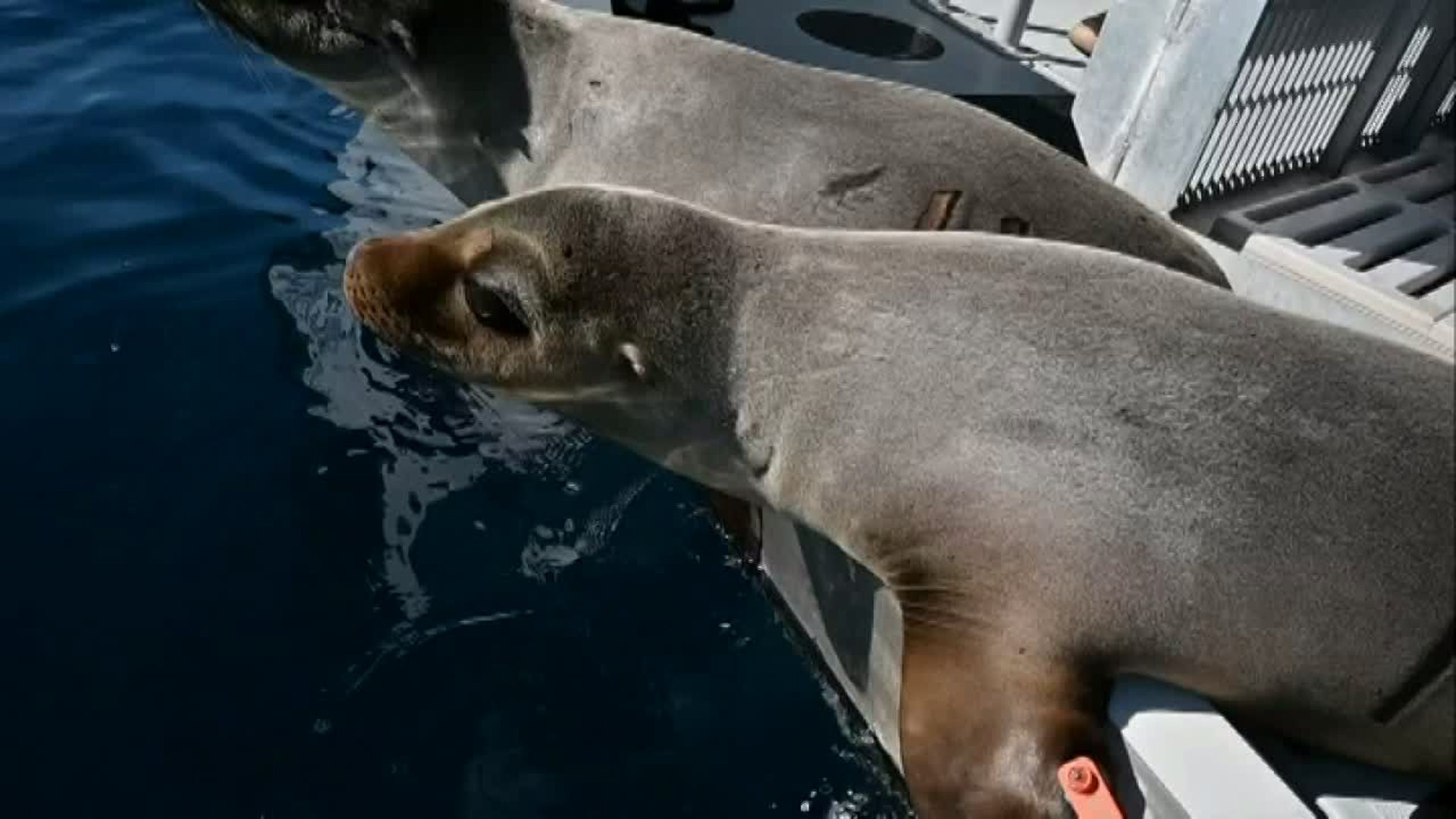 Rescued sea lions released