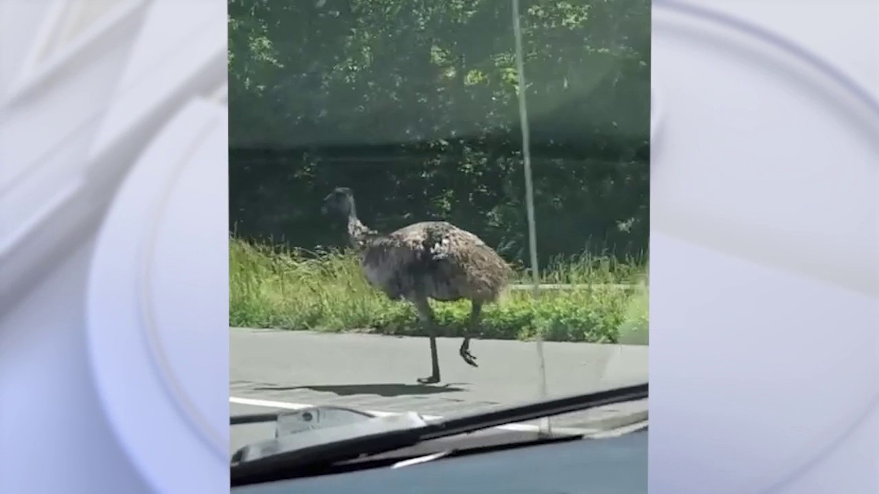 Escaped emu evades Maryland police for hours