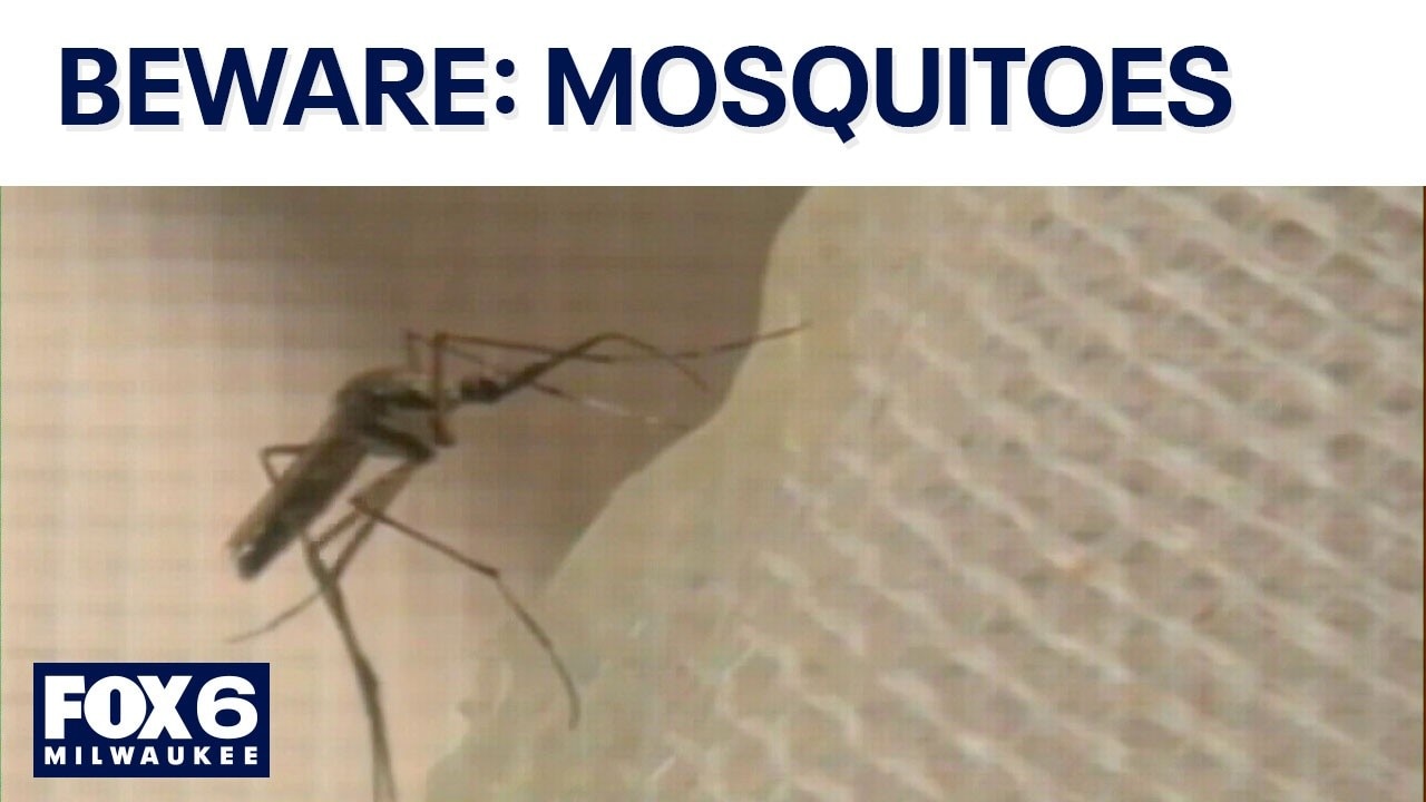 Prevent mosquito bites; here's what you need to know