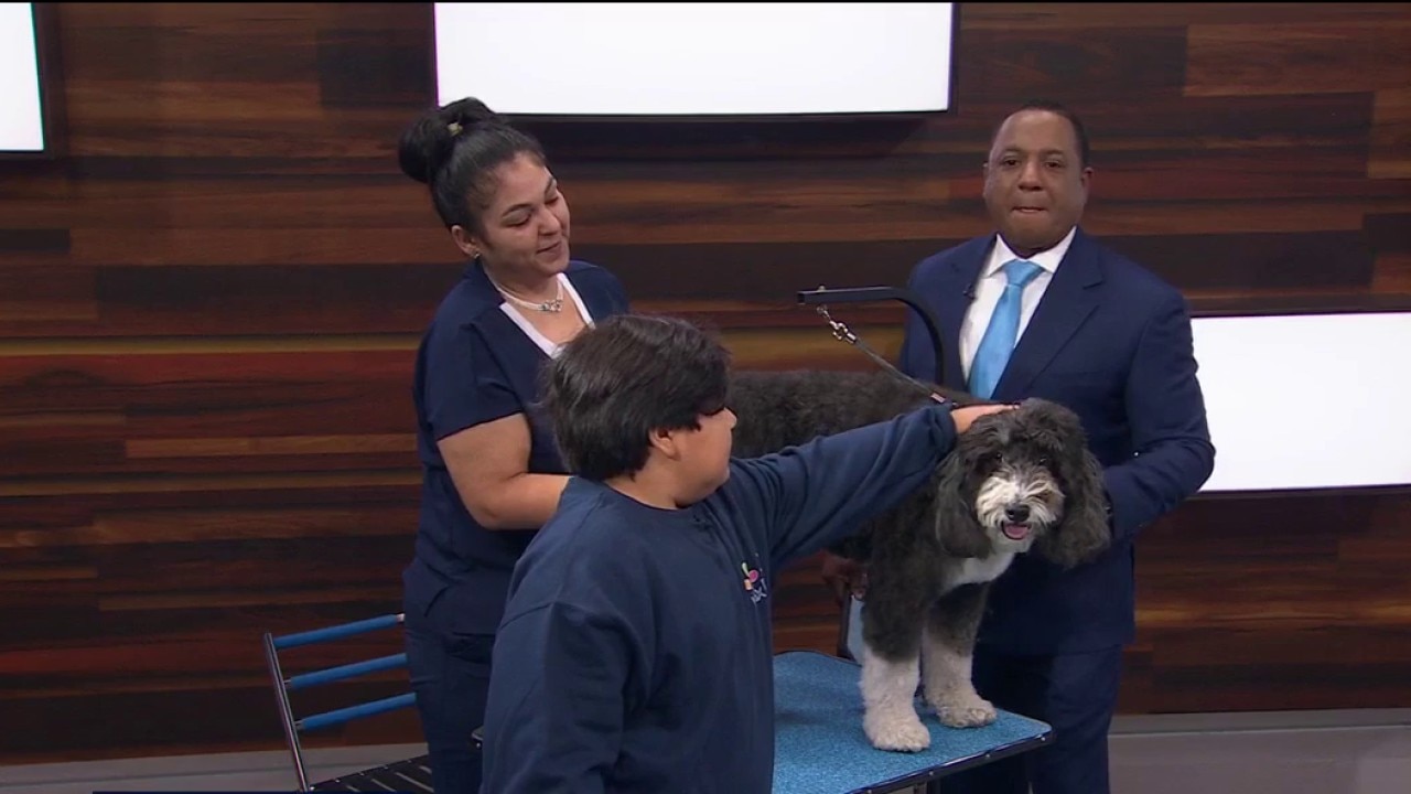 Your dog grooming questions answered