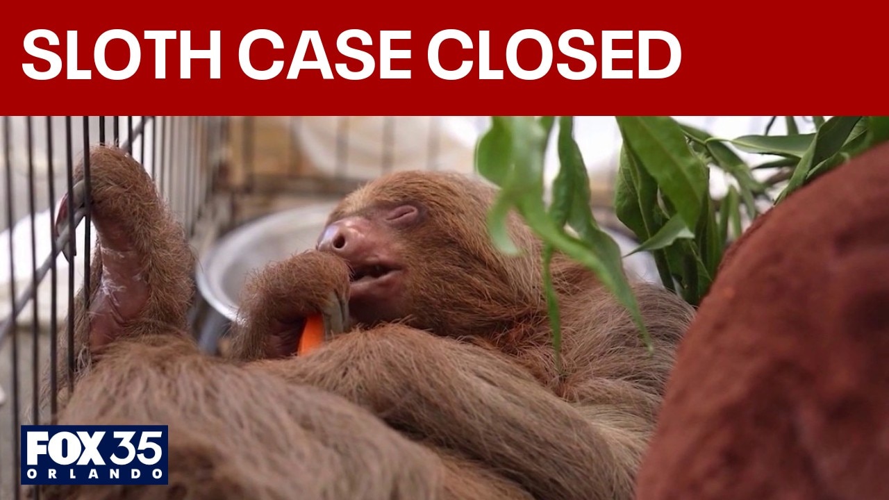 Orange County closes Sloth World criminal investigation after sloth deaths