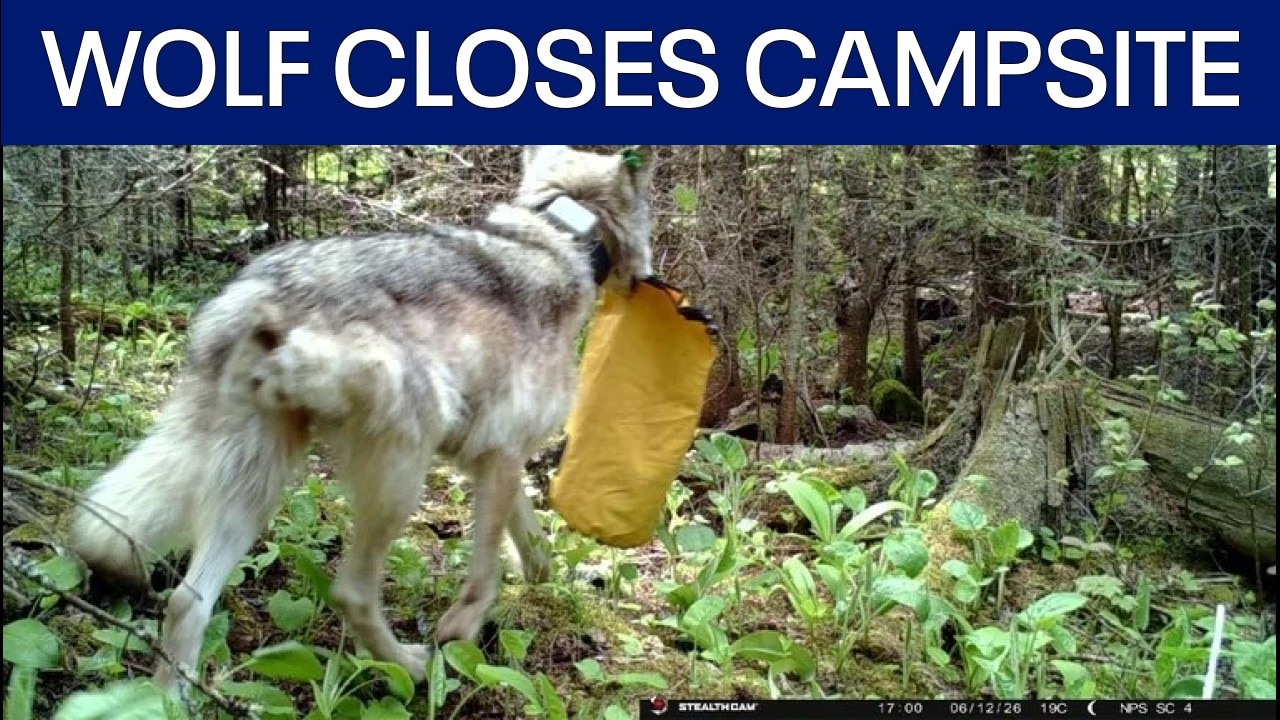 Wolf activity closes campground on Isle Royale 