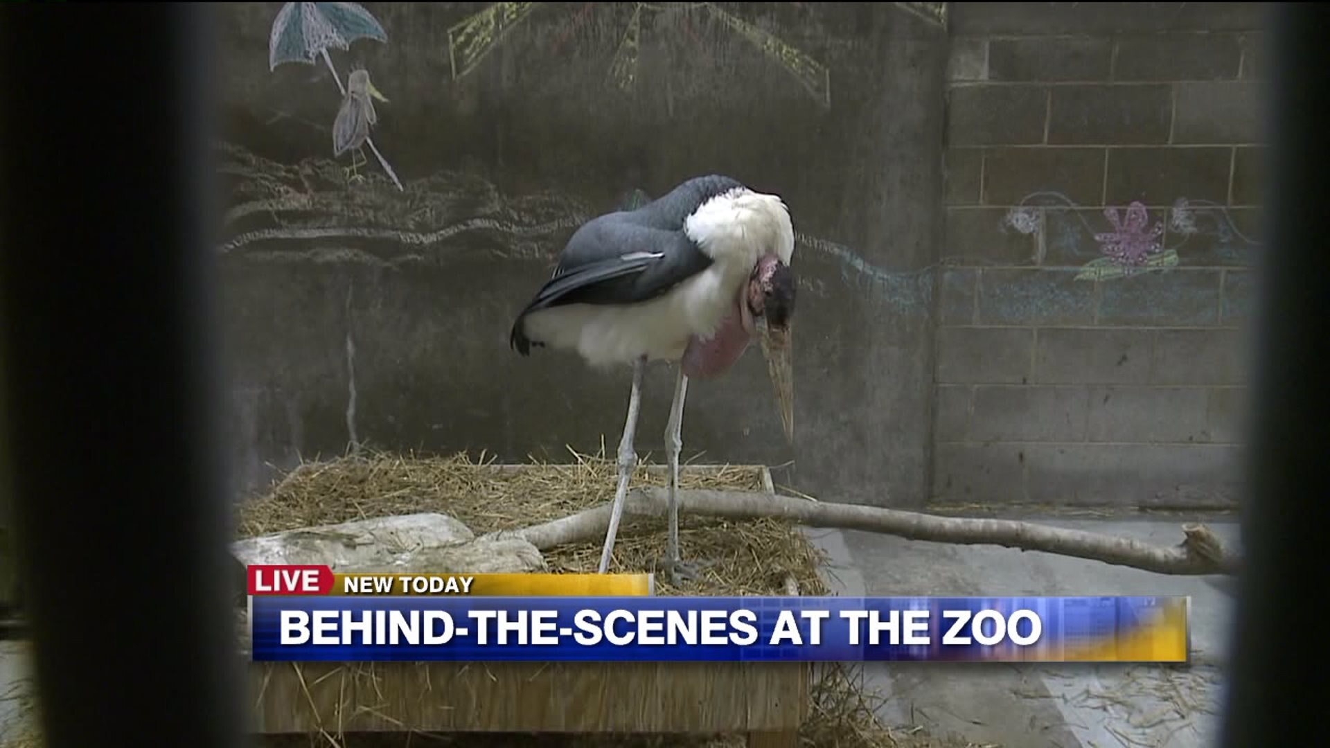 Behind-the-scenes at the zoo