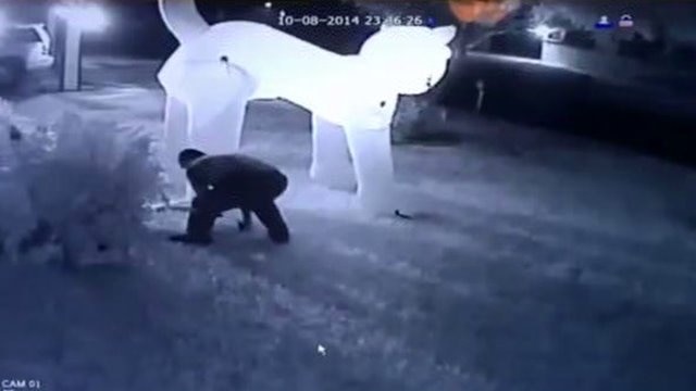 Giant cat-napper caught on camera