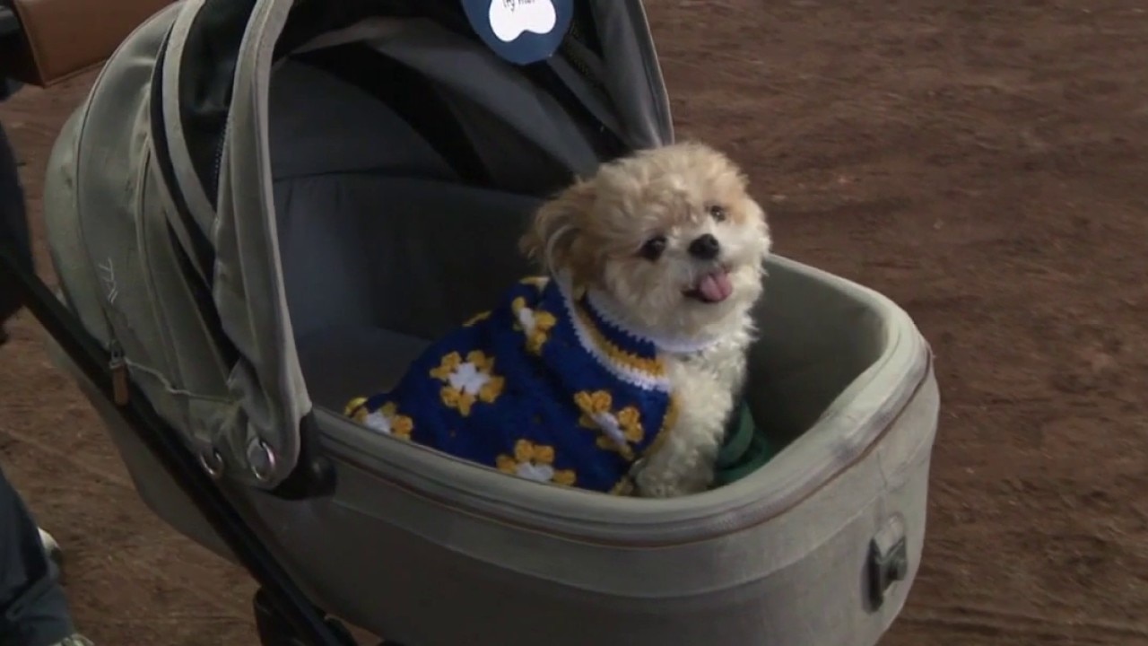 Fans, dogs revel in Bark at the Park