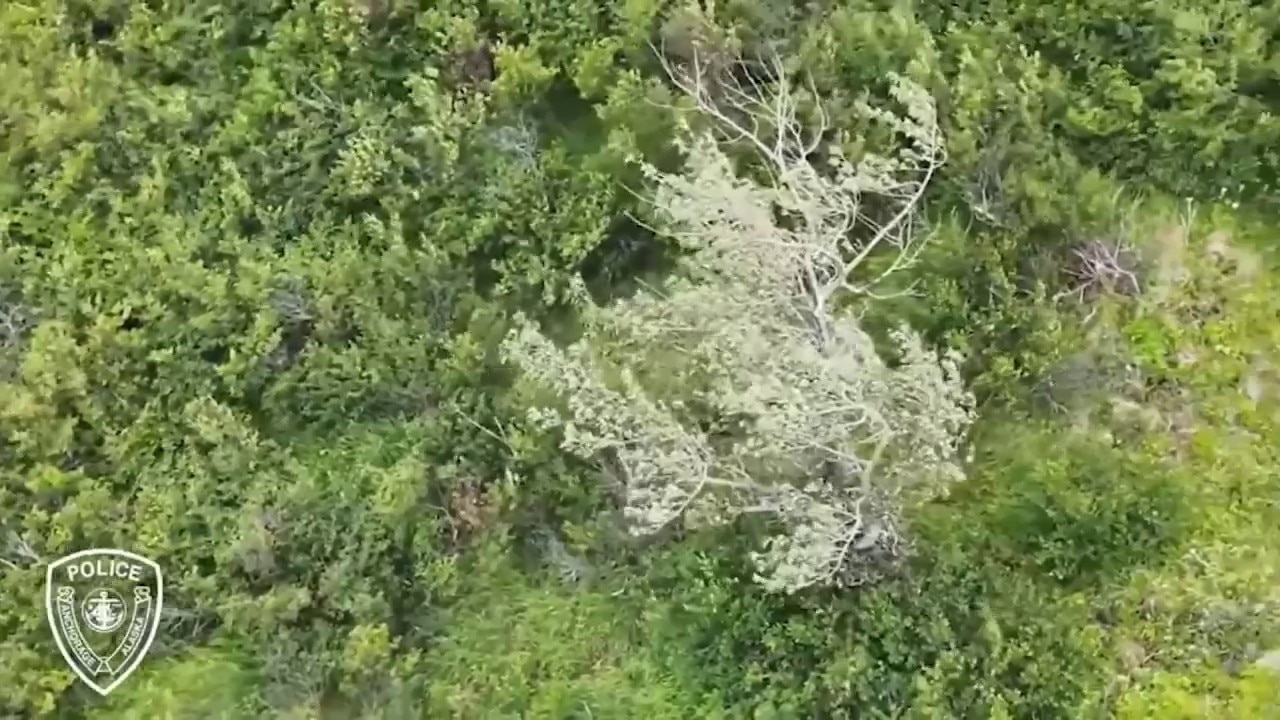 Alaska police deploy drone after bear attack