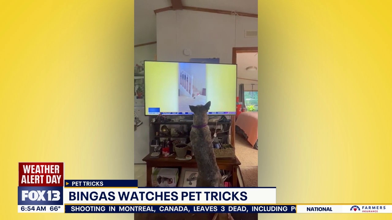 Pet Tricks for Tuesday, June 23