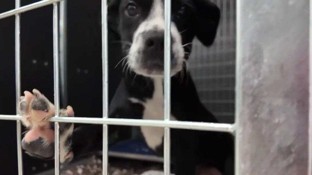 Marietta team saves dogs from South Georgia fires