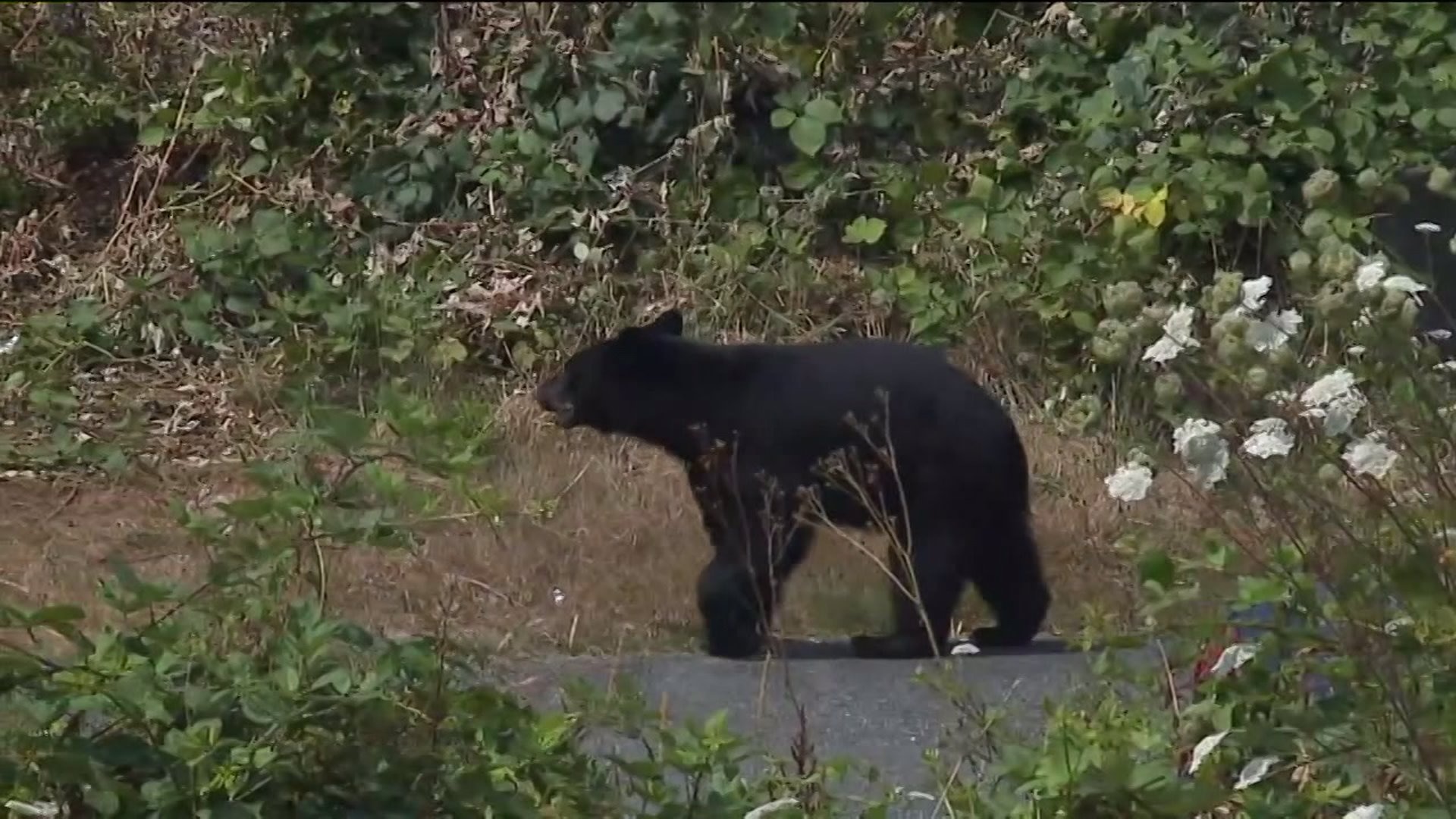 Your rights to defend yourself against wildlife
