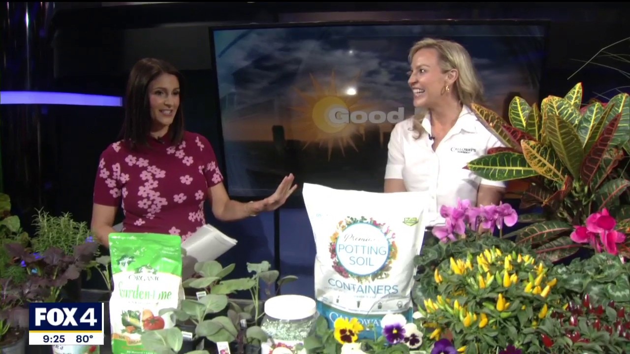 Calloway's Nursery reveals the best fall vegetables to plant now for a Thanksgiving harvest