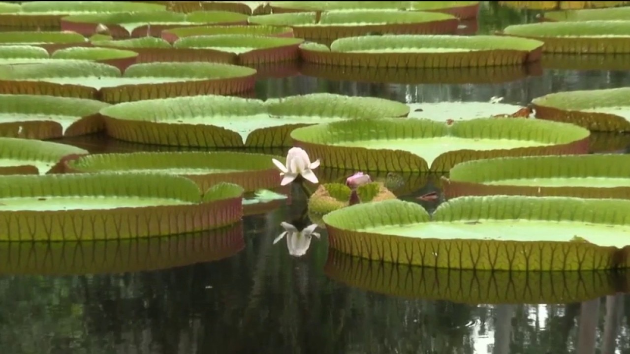 Bok Tower Gardens waterlily holds record