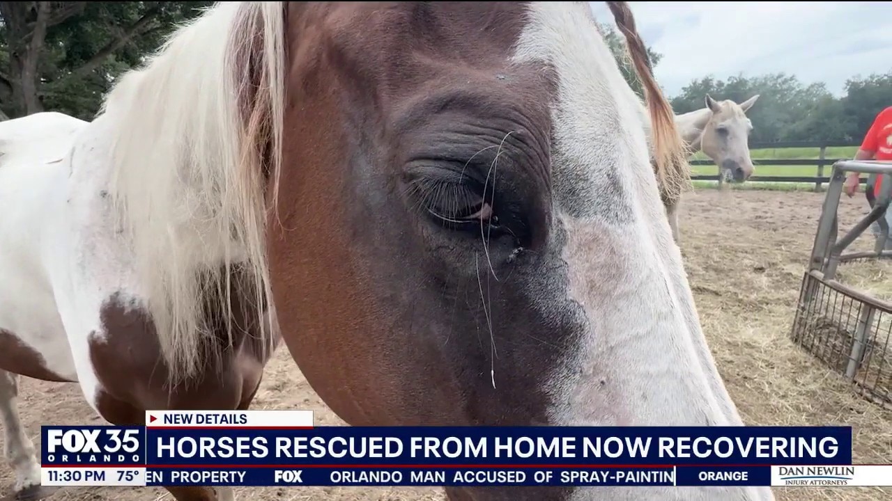 Horses receiving proper care, recovering from poor conditions