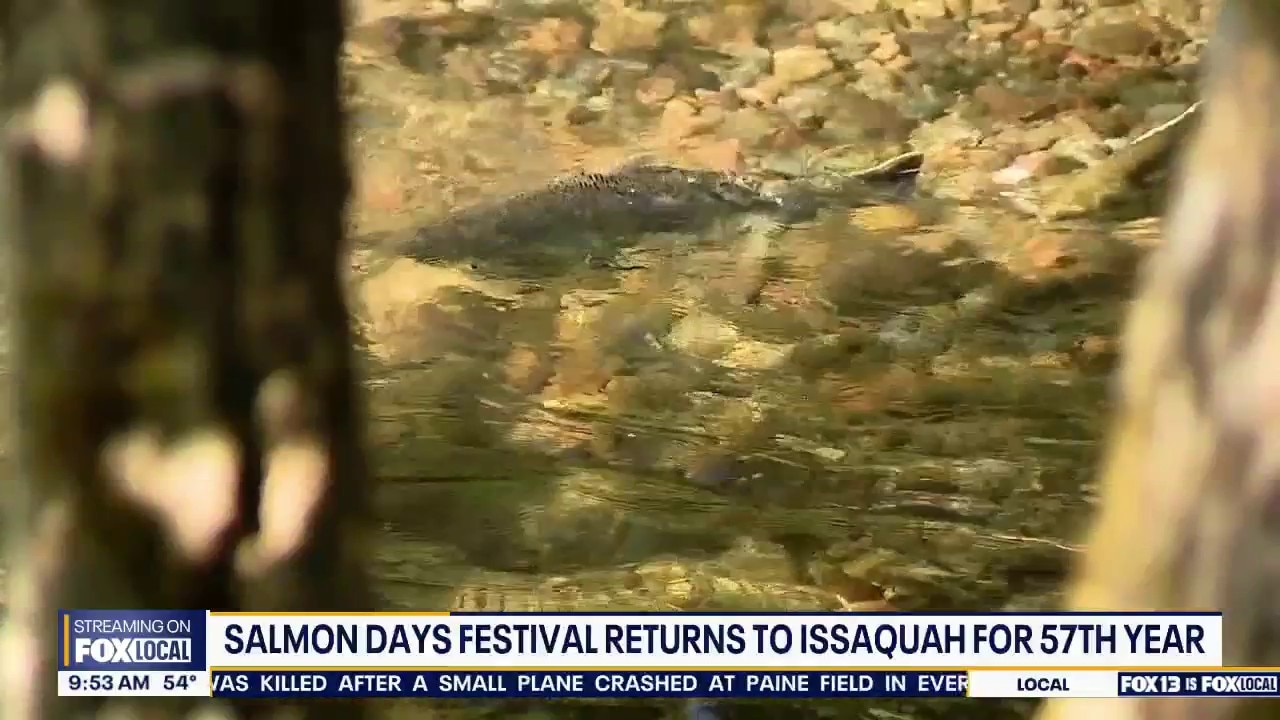 Salmon days festival swims through Issaquah for 57th year