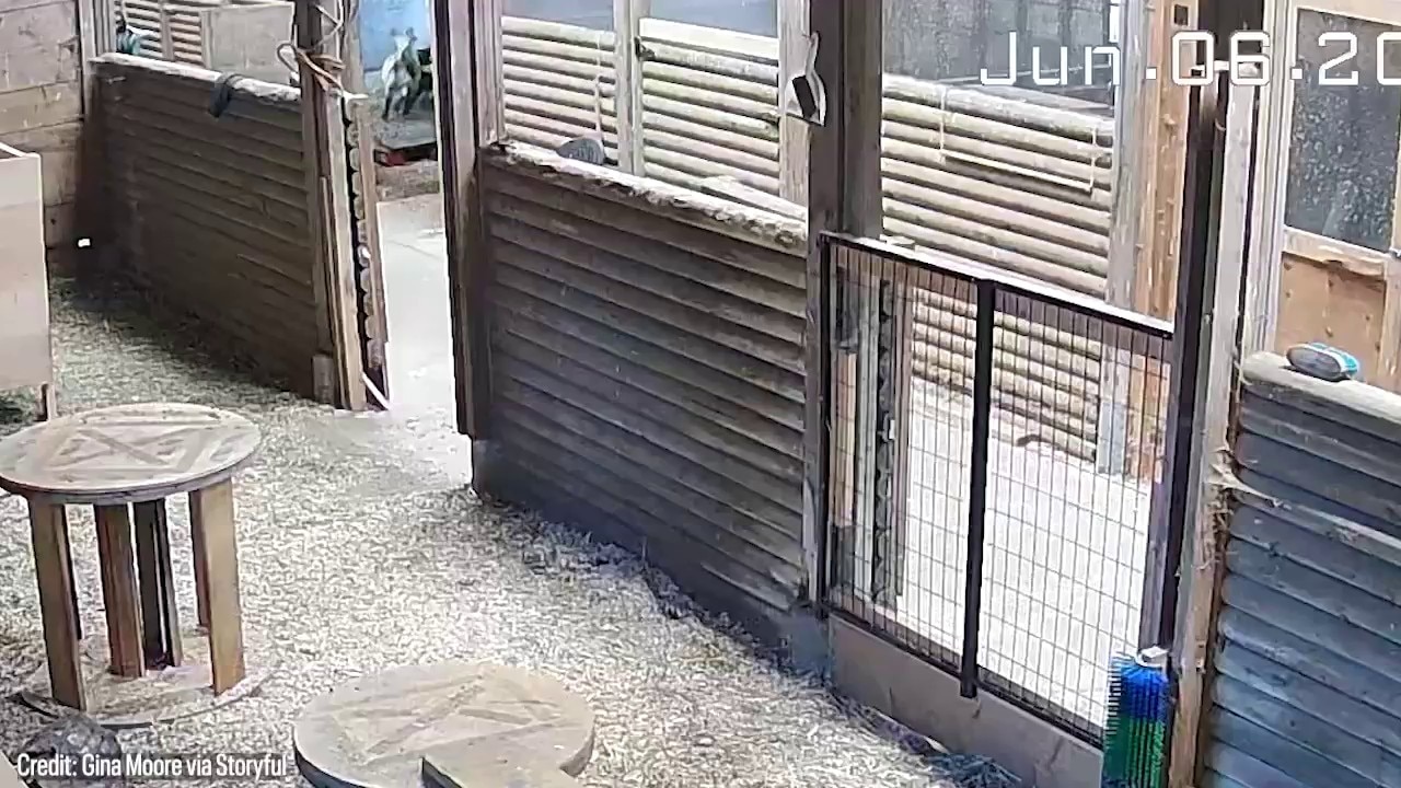 Woman stops cougar attacking her goat with one swift kick