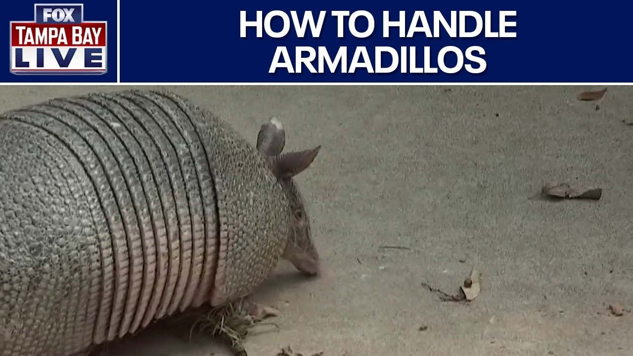 How to handle armadillos in your backyard