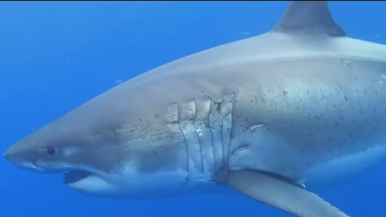 How to stay safe during El Niño as sharks migrate closer to California coast