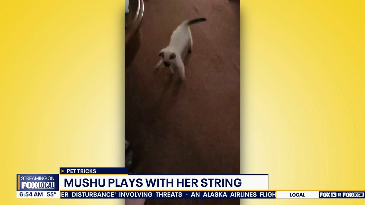 Good Day Pet Tricks for Tuesday, Aug. 11