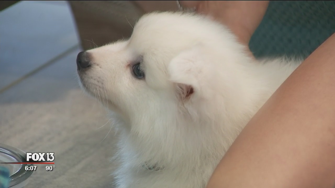 Teen battling cancer granted wish for puppy