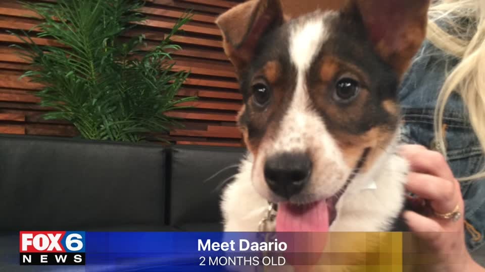 Meet Daario