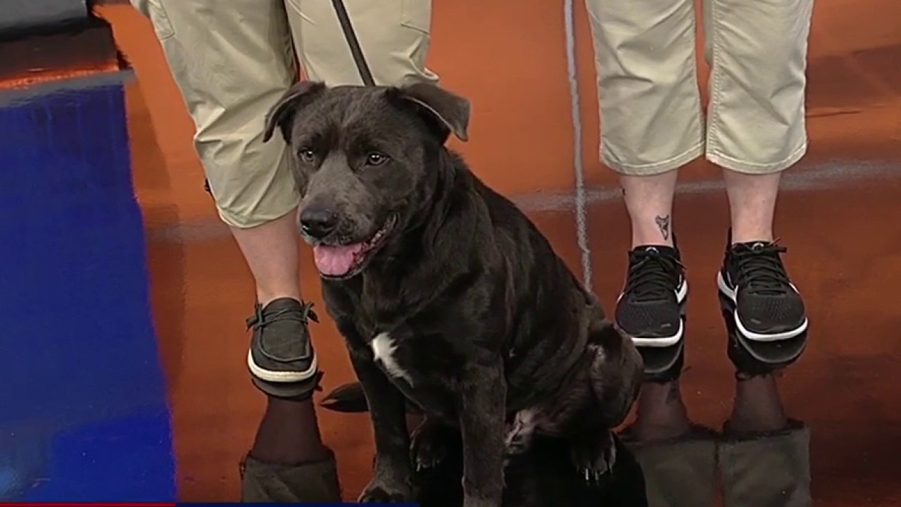 Pet of the day: Charizard