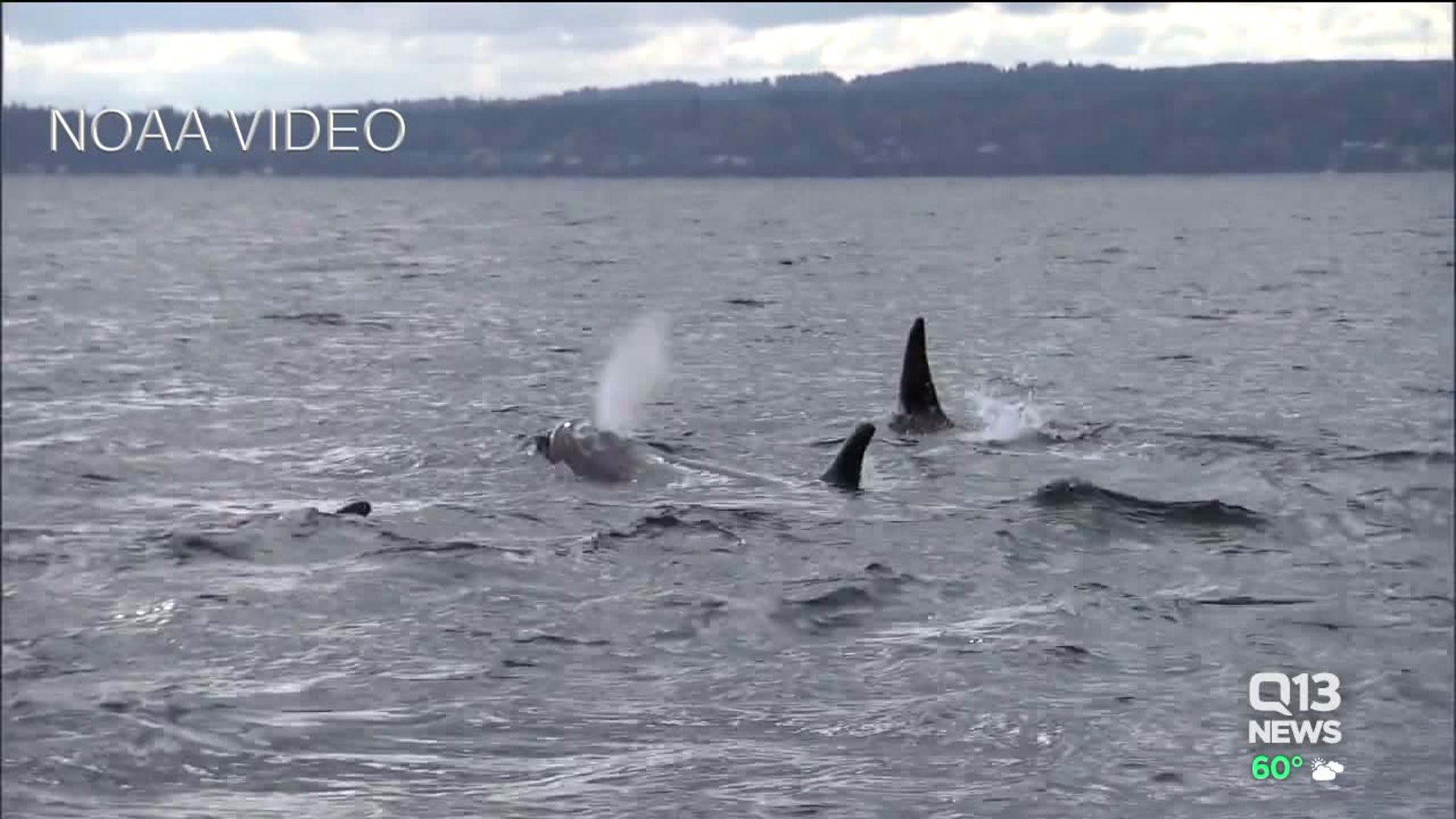 Orca task force meeting
