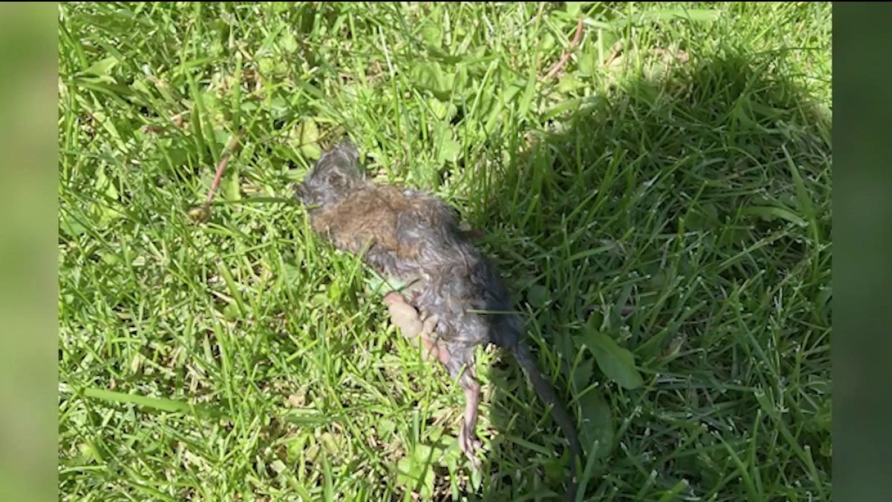 Bensenville neighbors demand action over growing rat problem