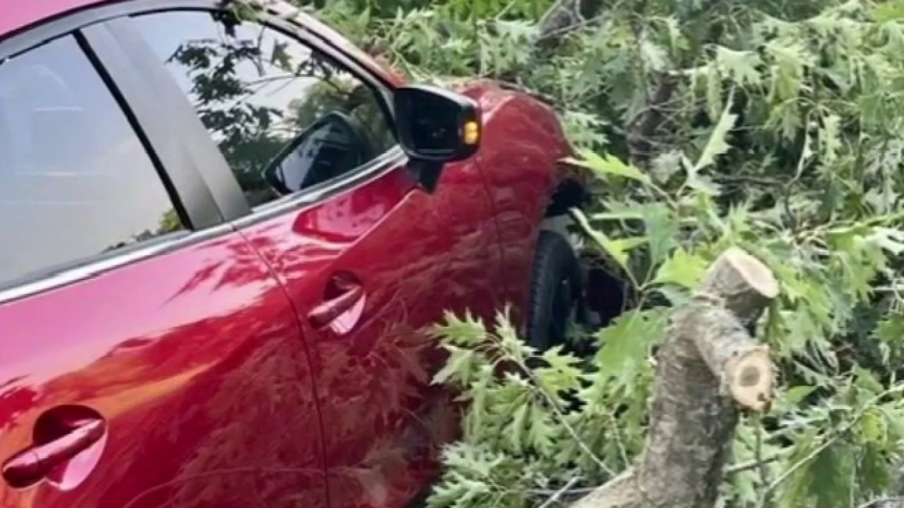 Tree falls on moving car, woman gets $1,250 cleanup bill