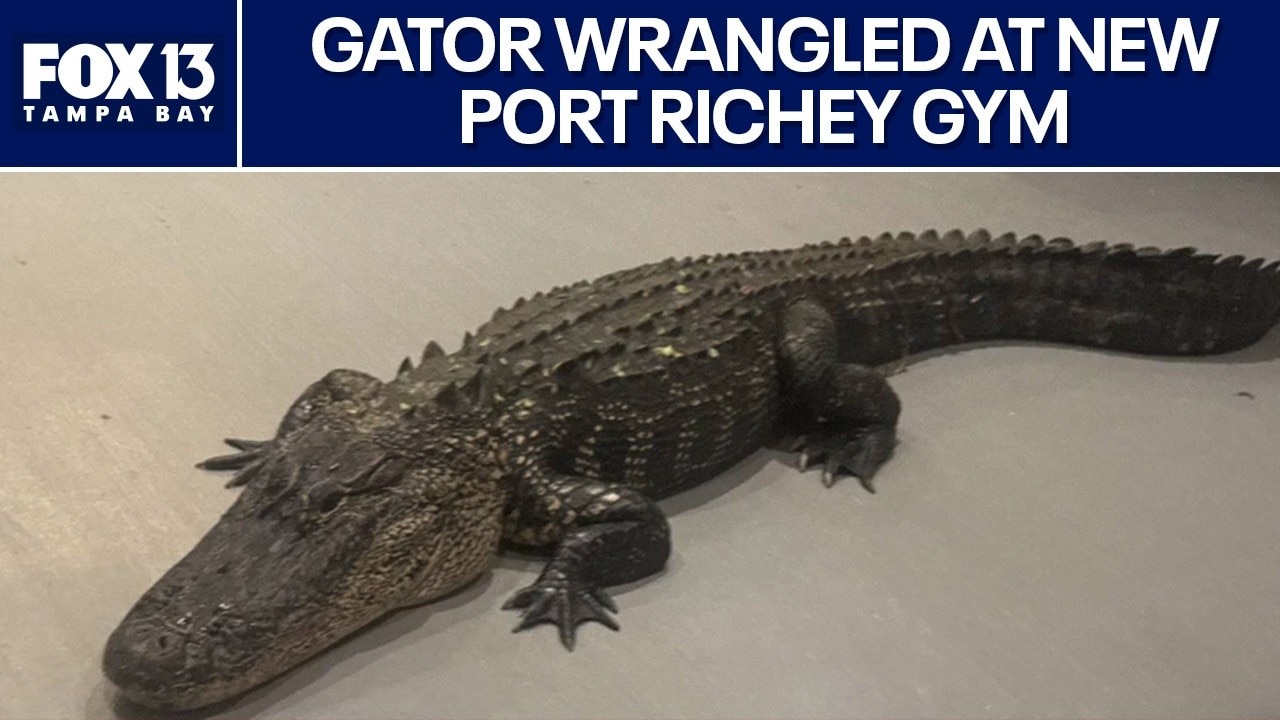 Gator wrangled after showing up at 24/7 gym