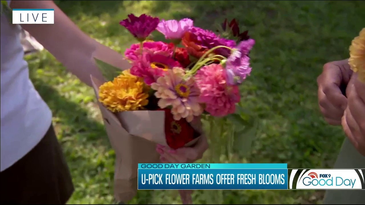 U-Pick Flower Farms