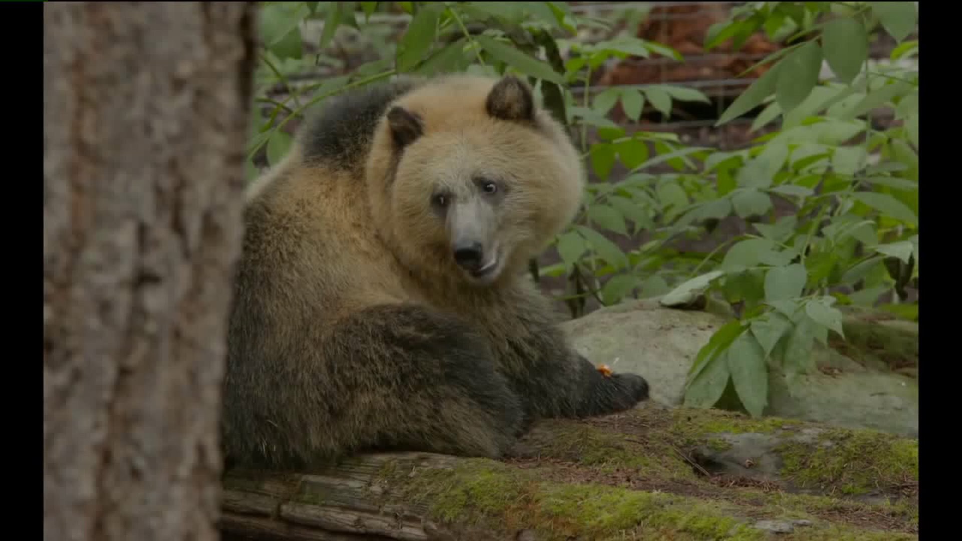 Grizzly cubs make their debut at Northwest Trek Wildlife Park