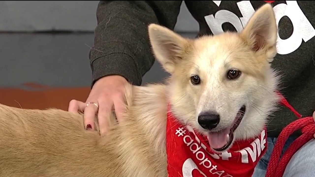 Pet of the day: Twyla