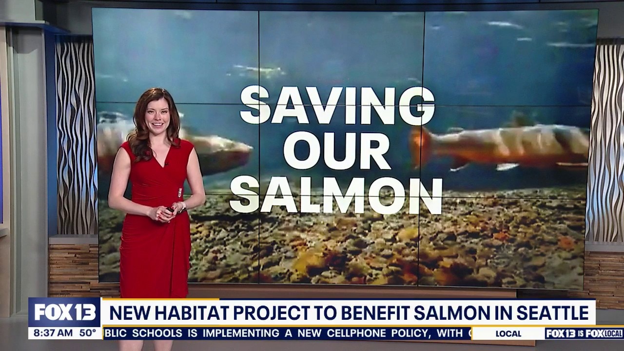Saving our Salmon: Seattle to turn industrial area into fish habitat