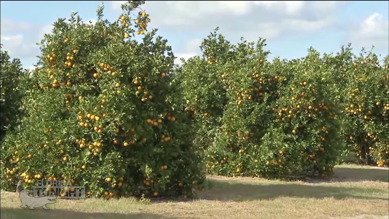 Florida's citrus industry is blossoming again