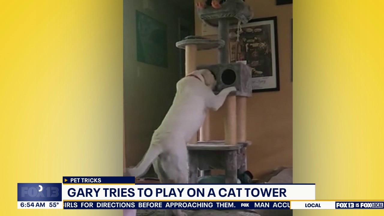 Pet Tricks for Monday, September 14