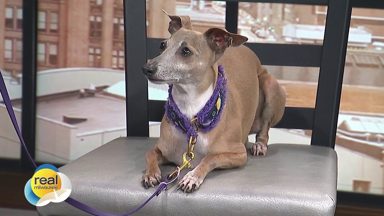 Fourth of July dog safety tips from Central Bark 
