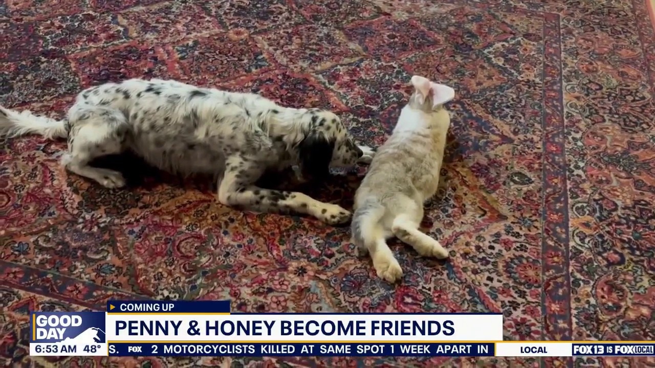 Pet Tricks for Monday, April 27