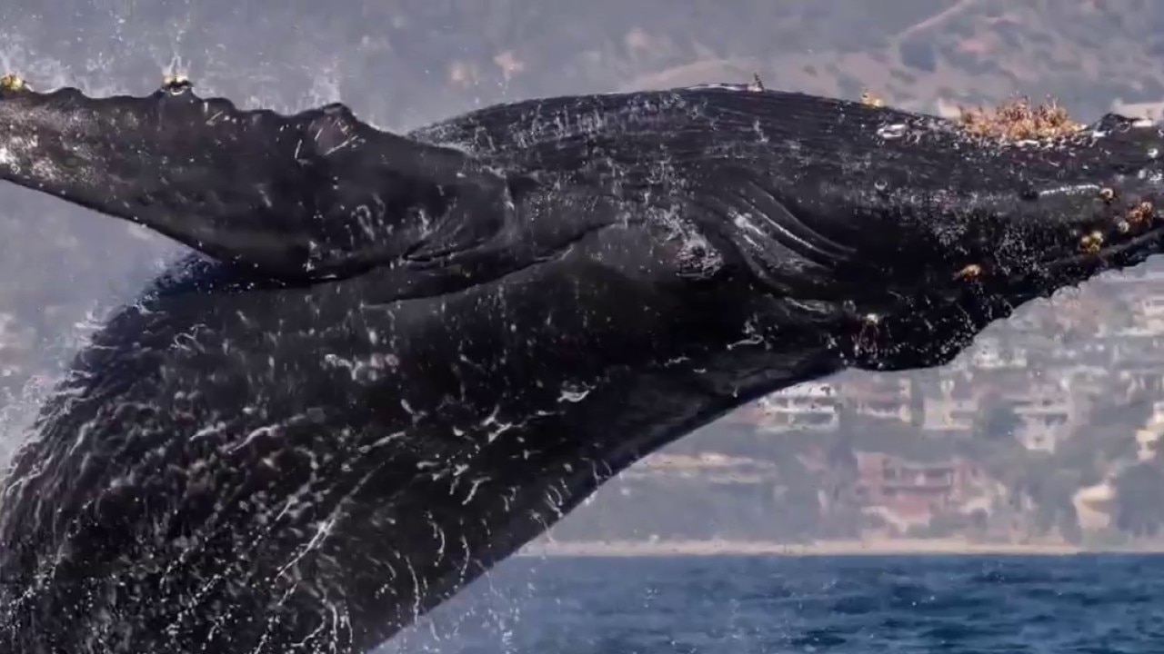 Unusual summer on SoCal beaches