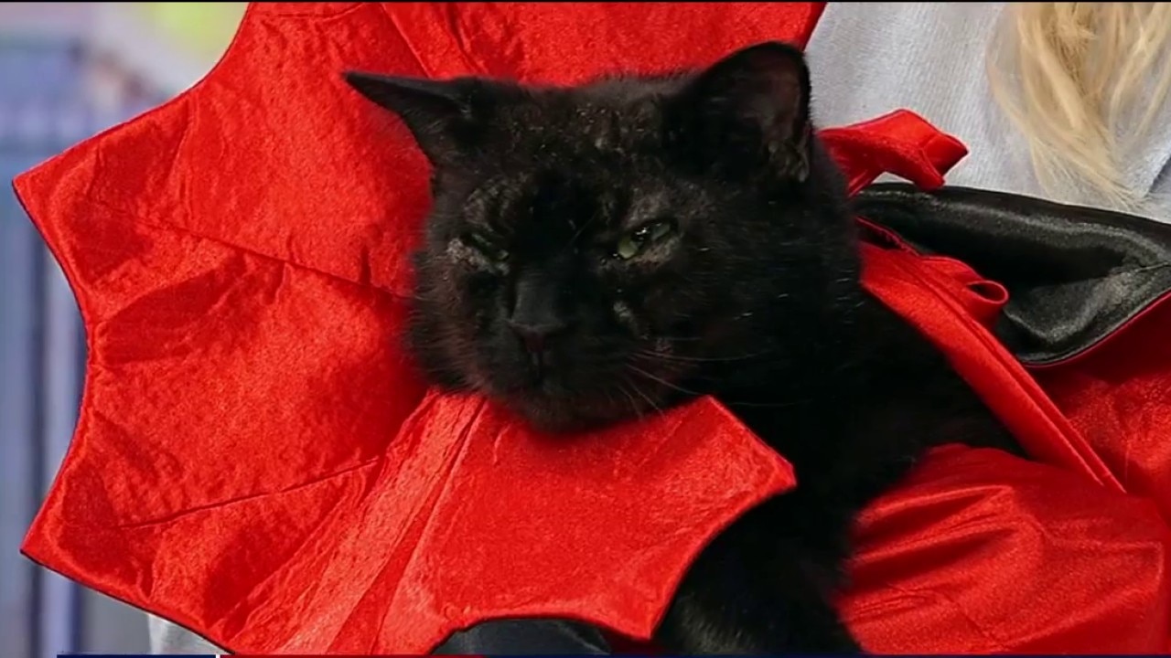 Pet of the day: Raven