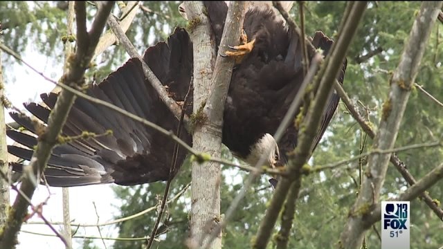 Upside-down bald eagle rescued from tree