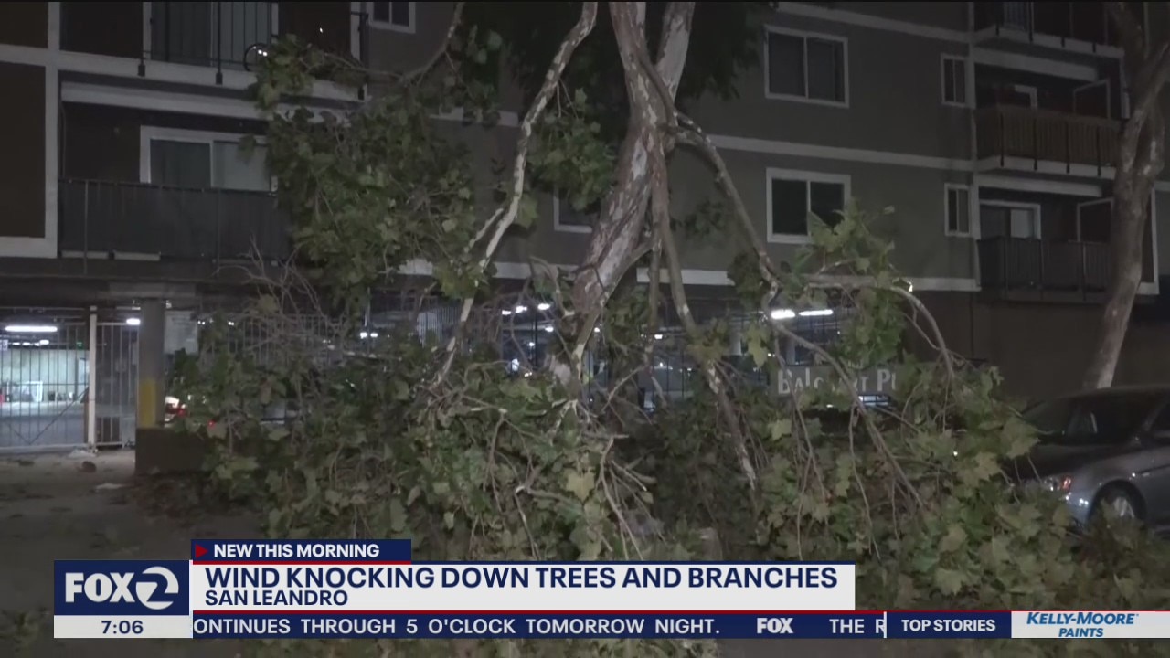 Winds knock down trees and branches in San Leandro