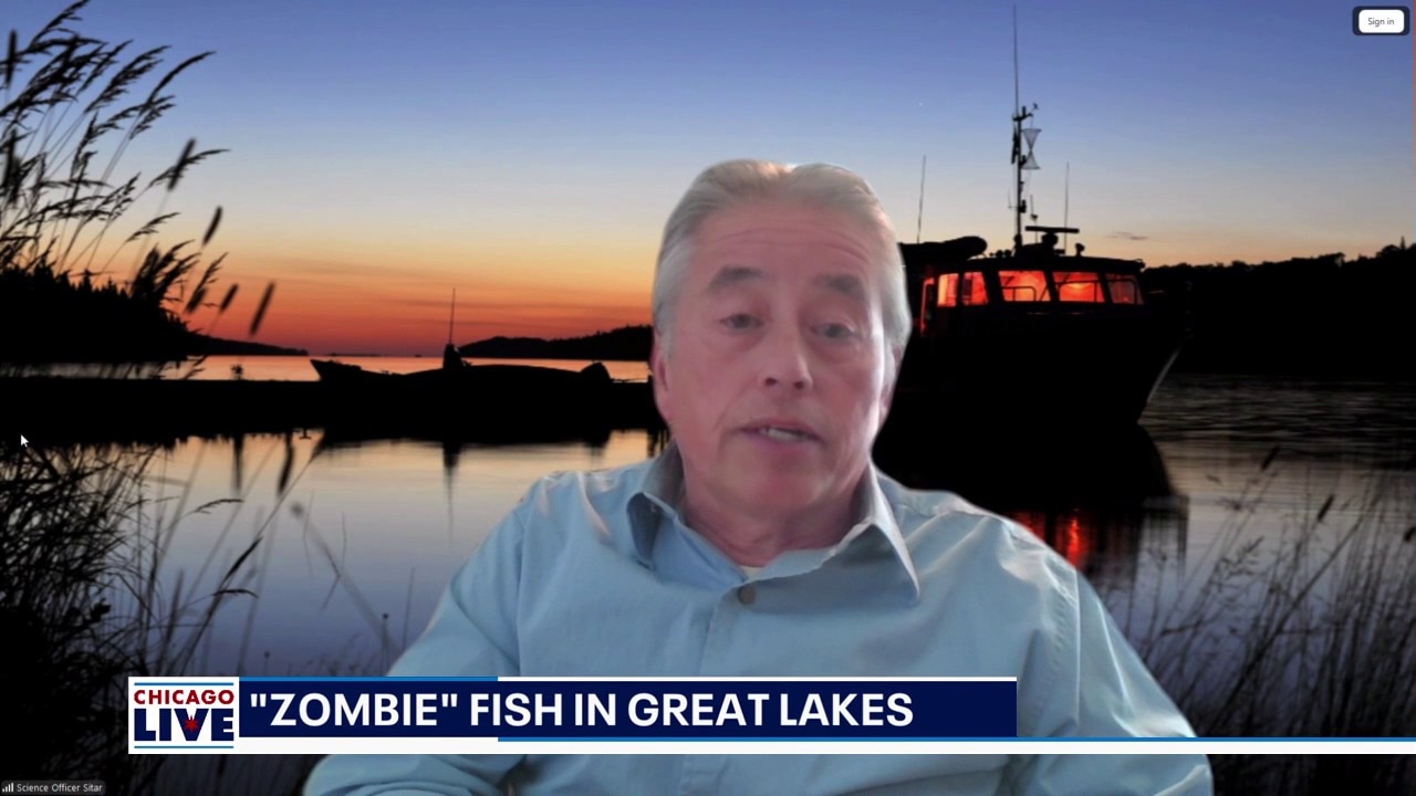Scientists investigate ‘zombie fish’ in Great Lakes waters | ChicagoLIVE 