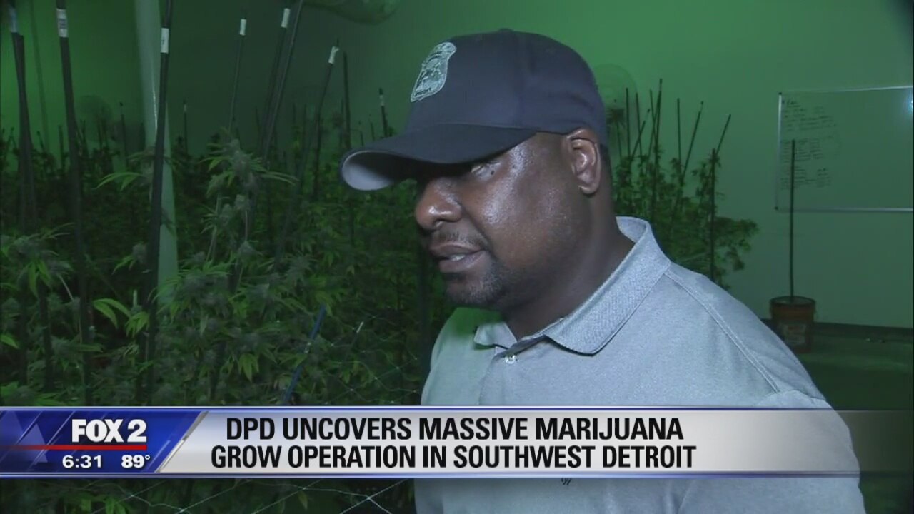 Million-dollar marijuana bust by police in SW Detroit