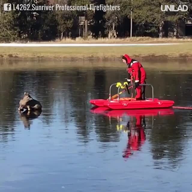 Deer rescue in Oregon